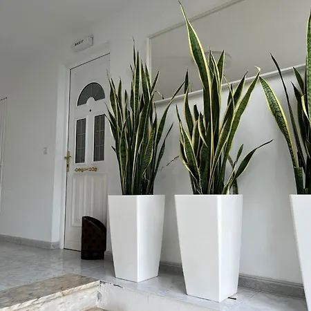 Sardineiro * フィニステレ