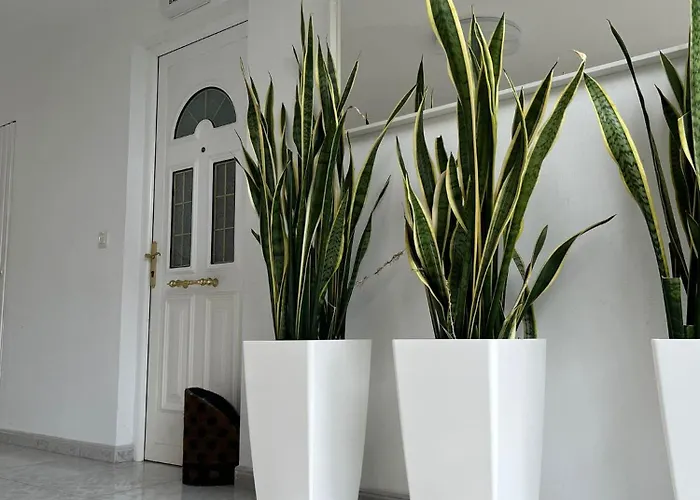 Sardineiro * Finisterre